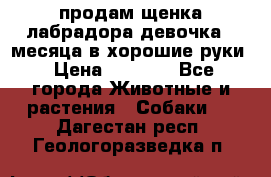 продам щенка лабрадора девочка 2 месяца в хорошие руки › Цена ­ 8 000 - Все города Животные и растения » Собаки   . Дагестан респ.,Геологоразведка п.